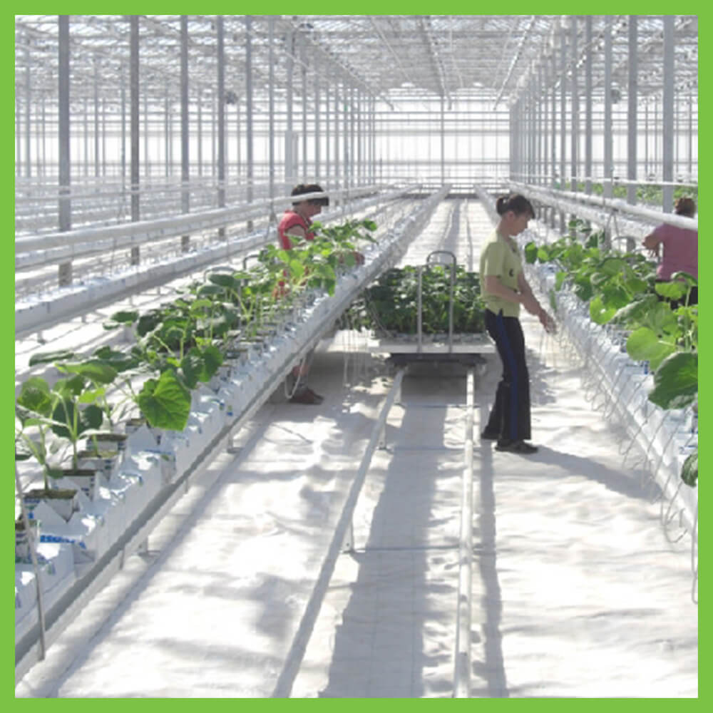 Vertical Farming in India