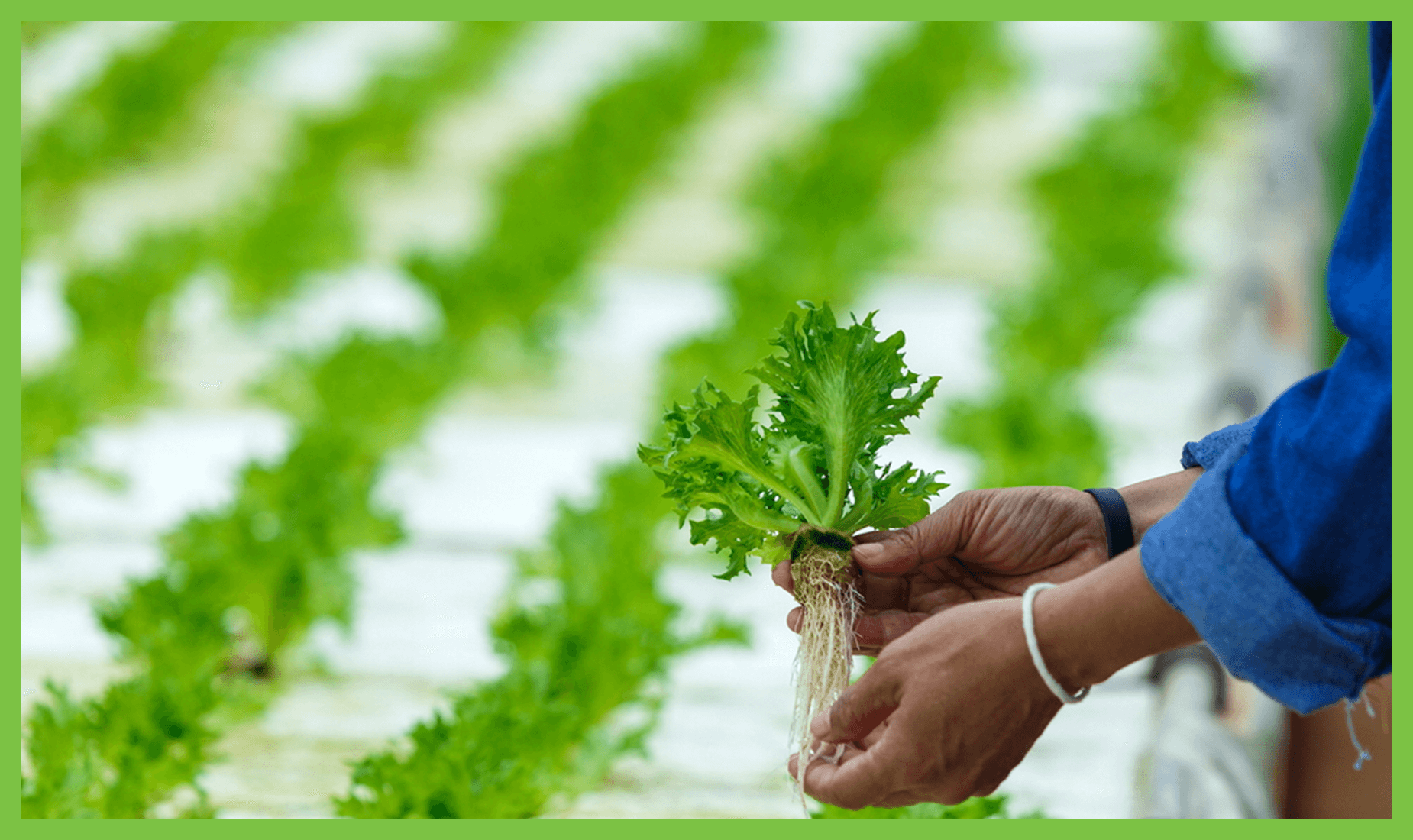 Hydroponics Farming Harvesting