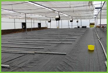 Polyhouse Inside View Flooring and Fans